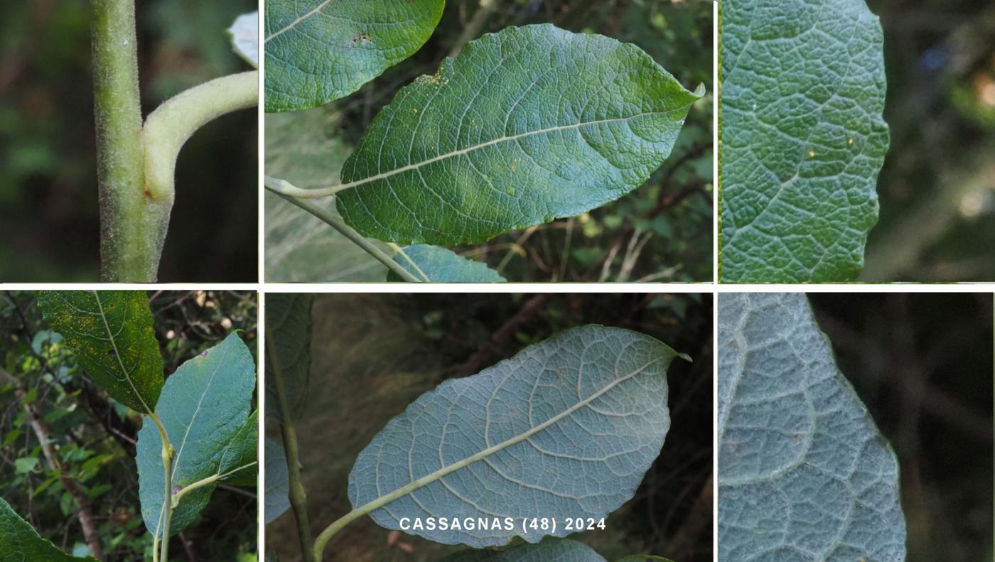 Willow, Goat, Great Sallow leaf